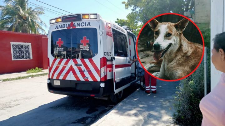 Ataque de un perro deja a una mujer lesionada en Ciudad del Carmen