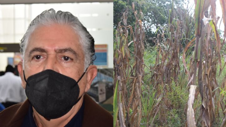 Gobierno de Campeche deja solos a productores; no destina ni un peso para atender pérdidas