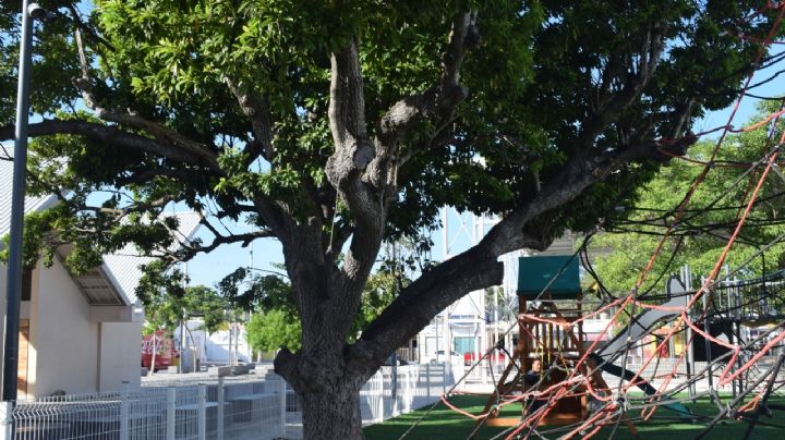 Habitantes de Chicxulub aseguran la presencia de la Xtabay en un árbol del parque municipal