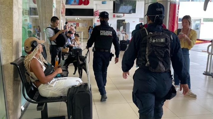 Detienen a una mujer por portación de una maleta con drogas en Playa del Carmen