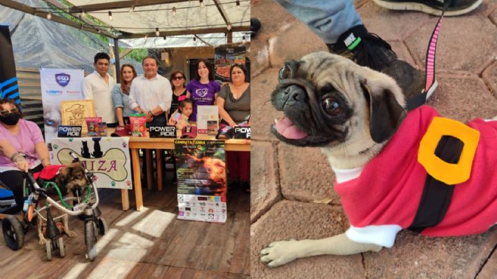Presentan Caminata Canina en Mérida; buscan esterilizar perritos de la calle
