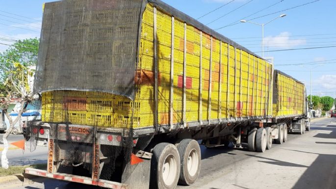 Devuelven cargamentos de pollo a Yucatán para evitar contagios de gripe aviar en Quintana Roo
