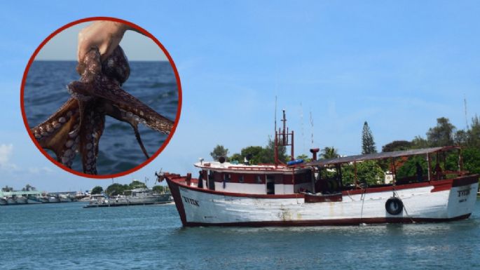 Fiebre del pulpo en Yucatán: Más de 3 mil pescadores zarpan a la mar a días de concluir la temporada
