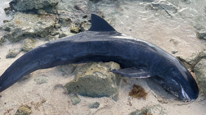 Hallan el cuerpo de una orca enana en Cozumel