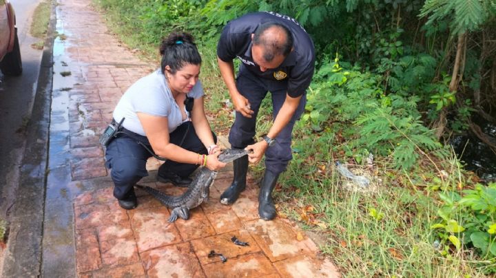 Bomberos capturan a un cocodrilo de un metro en Chetumal