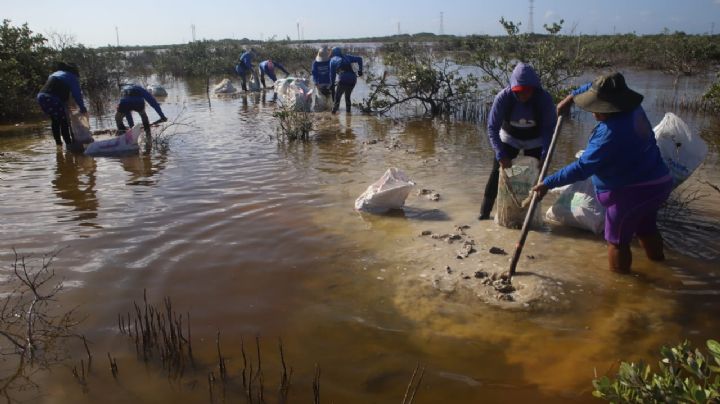 Mujeres de Chelem buscan reforestar la zona del manglar de Progreso