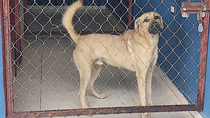Centro de Bienestar Animal de Playa del Carmen no cuenta con medicinas para atender perros enfermos