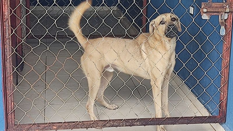 Centro de Bienestar Animal de Playa del Carmen no cuenta con medicinas para atender perros enfermos