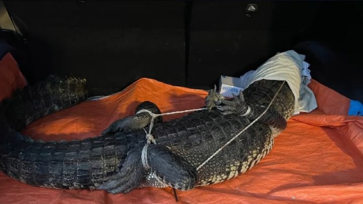 Pobladores de Mahahual capturan a un enorme cocodrilo en zona habitacional