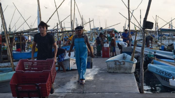 Pescadores de Progreso van por el último cargamento de la temporada de pulpo