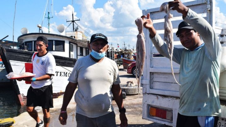 Yucatán concluye 'fiebre del pulpo' con la captura de 20 mil toneladas
