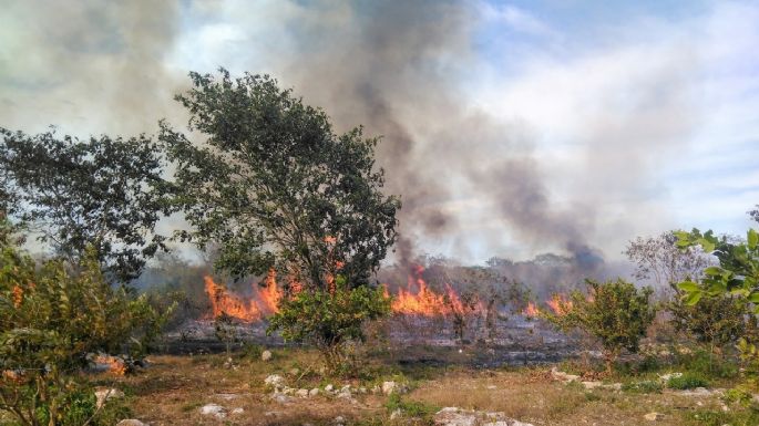 Campeche, el estado con más daños por quemas forestales en 2022: Conafor