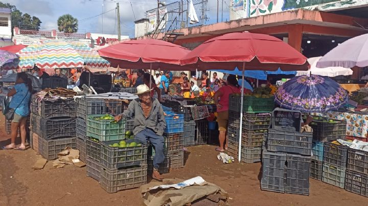 Precio del limón en Oxkutzcab, por los suelos; la caja se vende hasta en 80 pesos