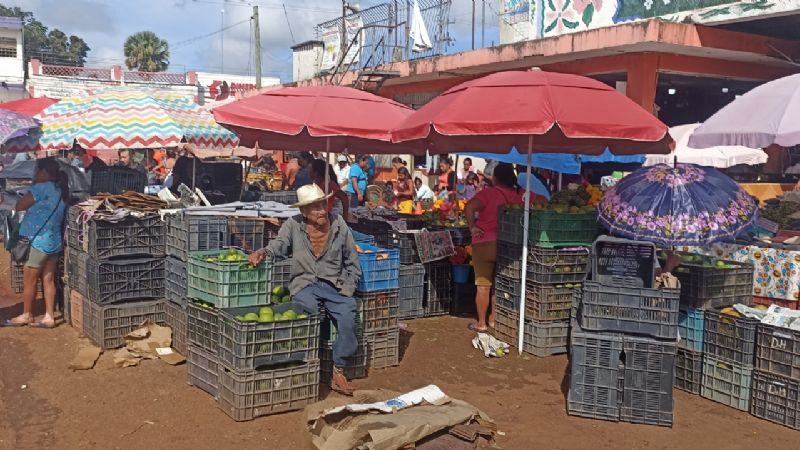 Precio del limón en Oxkutzcab, por los suelos; la caja se vende hasta en 80 pesos