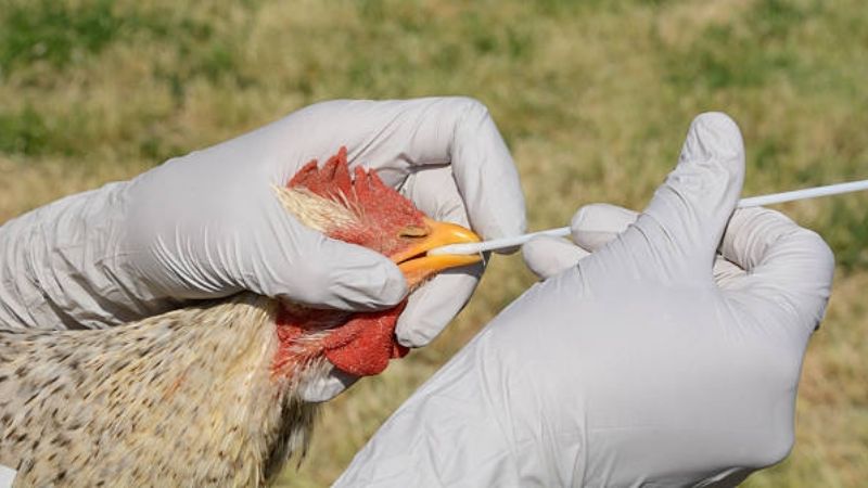 Francia sacrifica 2 millones de aves por la gripe aviar y pide vacunar en 2023
