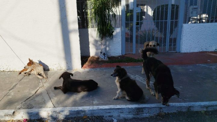 Perros callejeros amenazan la tranquilidad de los vecinos al Oriente de Mérida