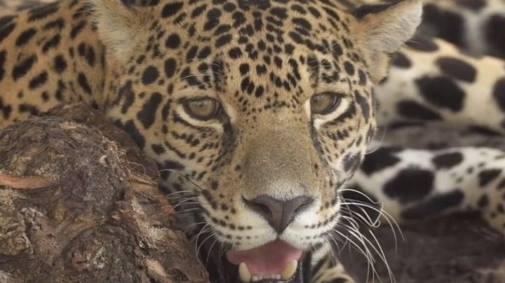 Disminuye el número de jaguares por la deforestación en zonas de Campeche: Investigador
