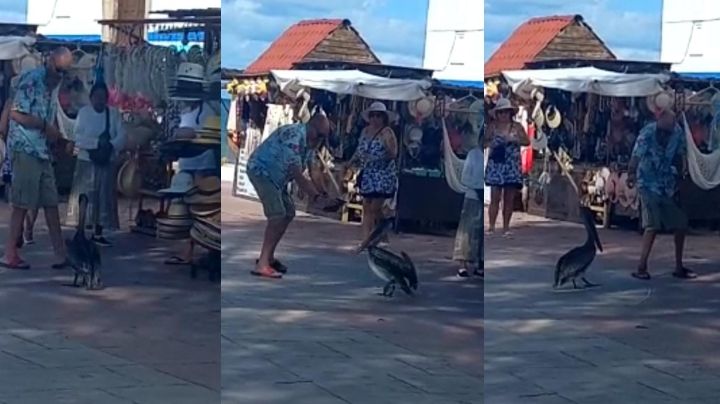 Pelicano travieso corretea a turistas en Telchac Puerto: VIDEO