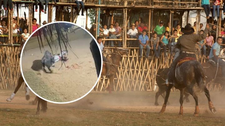 Toro destripa a un caballo durante un torneo de lazo en Calotmul: VIDEO