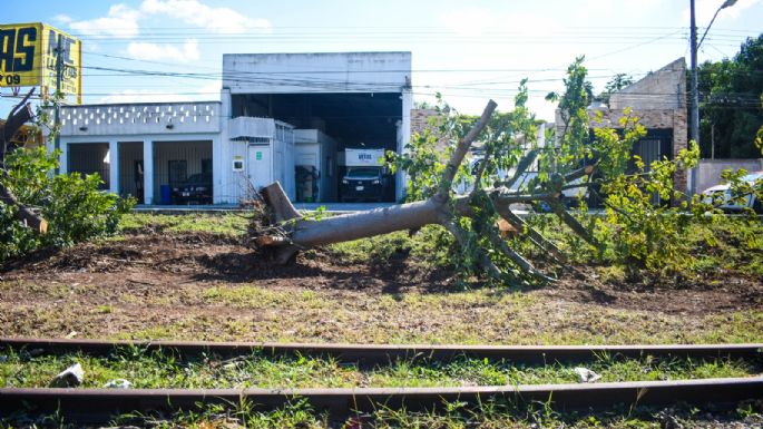 Reubicarán cerca de 30 árboles por obras del IE-TRAM en Mérida: SDS Yucatán