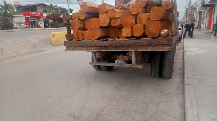 Policías decomisan madera ilegal en Champotón; hay tres detenidos