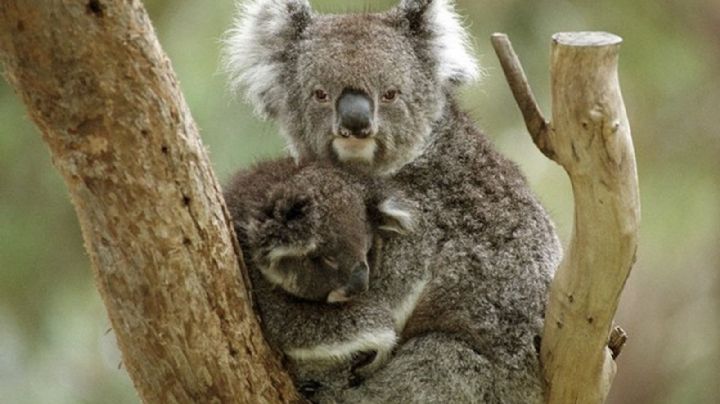 Australia declara a los koalas como una especie en peligro