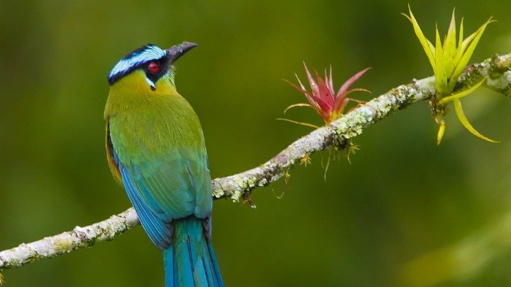 Pájaro Toh, el ave sagrada de la zona maya: INFOGRAFÍA
