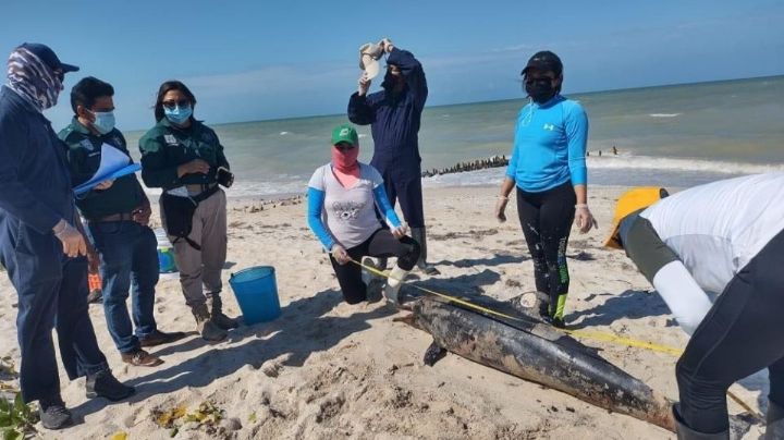 Policía Ecológica registra 58 varamientos de especies en costas de Yucatán