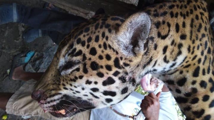Destazan jaguar en Palizada; usuaria de Facebook denuncia el hecho