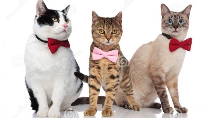 Día internacional del gato: ¿Por qué se celebra tres veces al año a estas mascotas?
