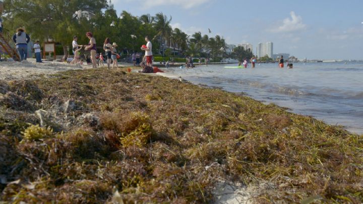Hoteleros desconocen estrategia contra el sargazo en Quintana Roo