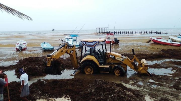 Empresas buscarán nuevos usos para el sargazo en Playa del Carmen