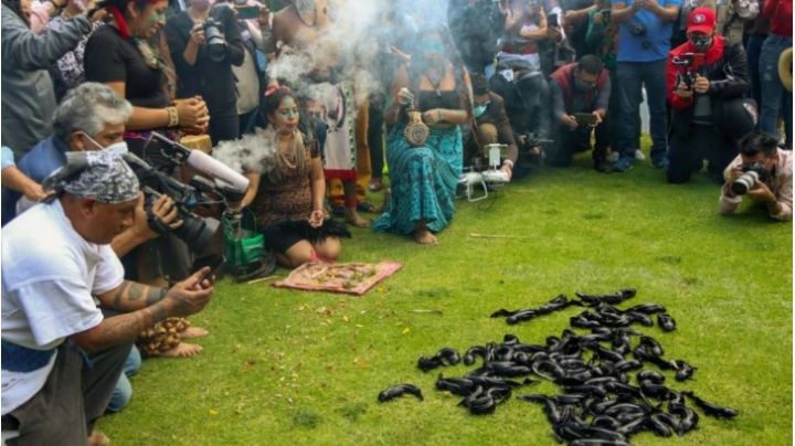 Alcaldes de Morena se lucen con ajolotes y los mandan a la muerte en Xochimilco