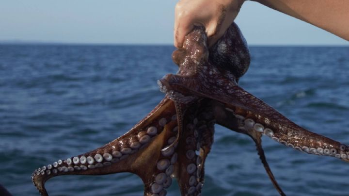Temporada de Pulpo 2022: Esto es lo que debes saber de la captura del octópodo