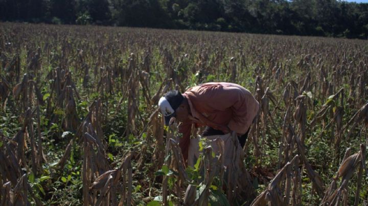 Agricultores de Ticul abandonan el campo ante la falta de recursos