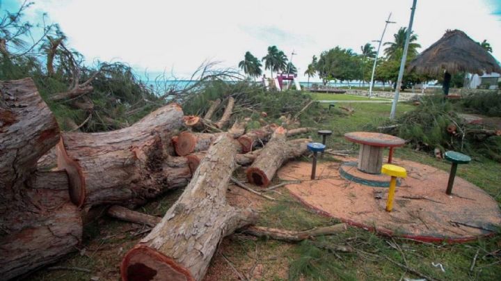 Seop recibe multa de más de 300 mil pesos por tala de árboles en Chetumal
