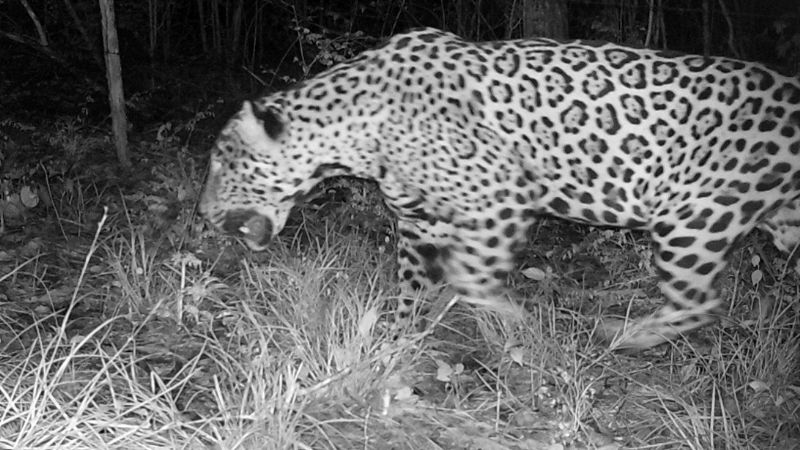 Jaguares devoran ganado en Calakmul por invasión de su hábitat, aseguran