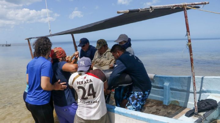 Recala una segunda orca en costas de Yucatán: VIDEO