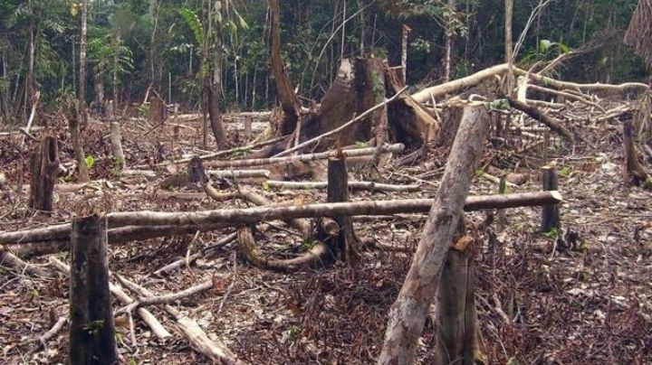 Sedena y Guardia Nacional recorren selva de Calakmul para frenar mafia maderera