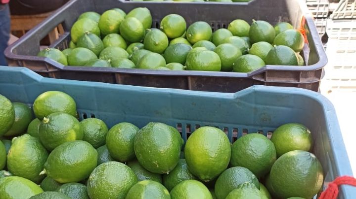 Precio del limón en Oxkutzcab 'se desploma' hasta los 400 pesos por caja
