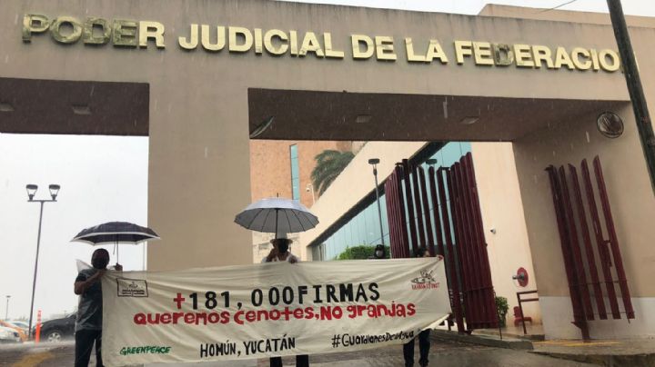 Greenpeace entrega firmas en contra de granjas porcícolas de Yucatán: VIDEO