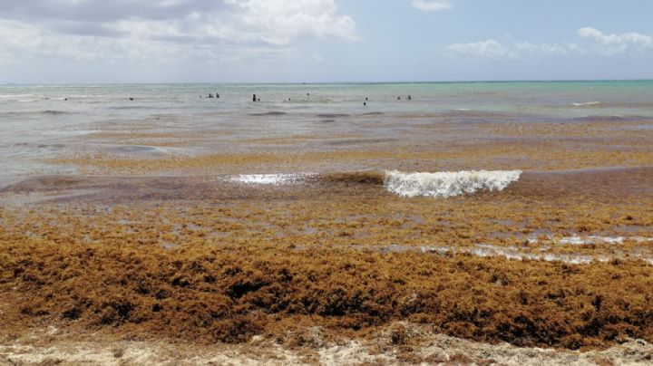 Estas son las playas limpias de sargazo en Quintana Roo este 25 de marzo