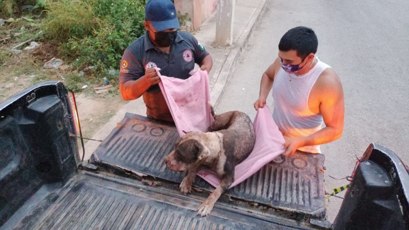 Protección Civil rescata a perro pitbull herido de un predio en Tekax