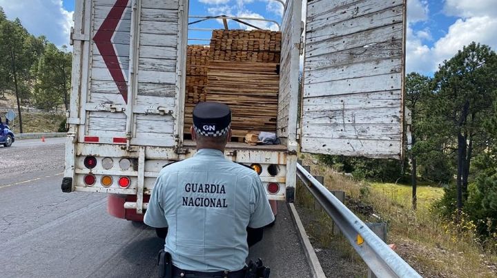 Mafia maderera: Esta es la ruta que sigue de Calakmul a China