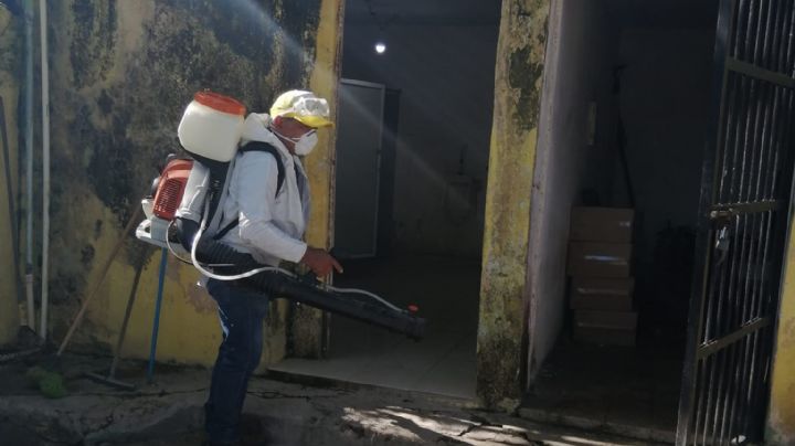 Detectan mosquito transmisor de chikungunya en escuela de Acanceh