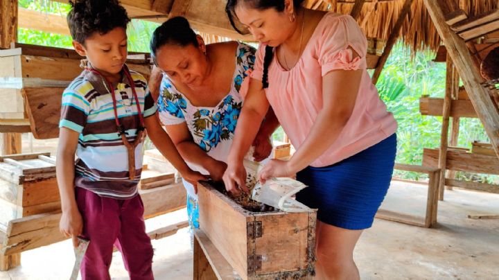 Xunan Kaab, mujeres productoras de miel en Tzucacab, Yucatán