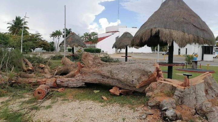 Sancionan con más de 450 mil pesos a Obras Públicas de Chetumal por tala de árboles