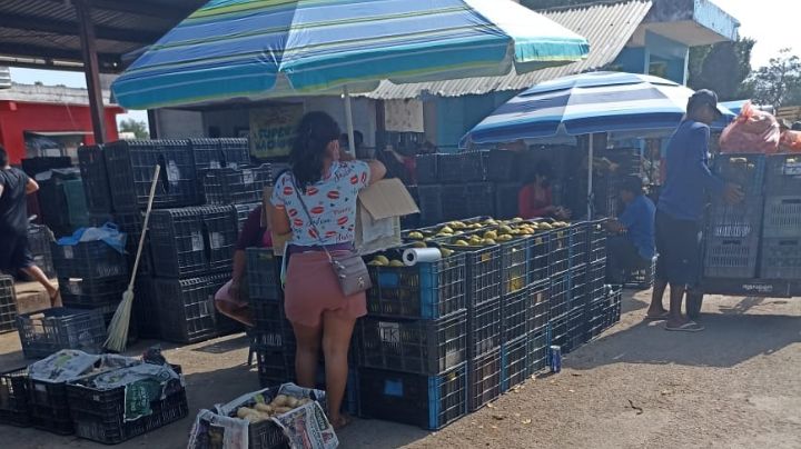 Citricultores de Oxkutzcab se quejan por la disminución en el precio del limón