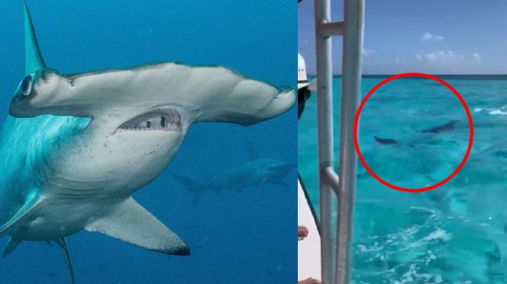 Tiburón martillo caza una mantarraya frente a turistas en Cozumel: VIDEO