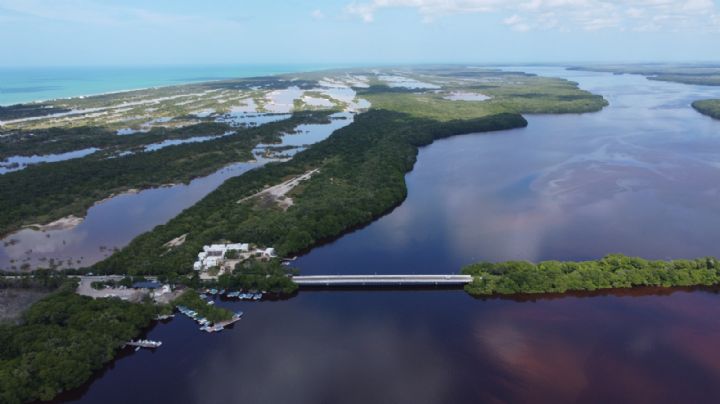 Granjas porcícolas de Yucatán, responsables del ecocidio en el manglar de Celestún